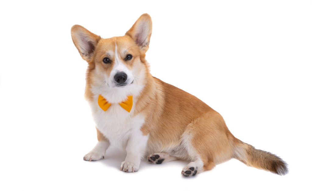 Egy aranyos corgi kutya látható narancssárga nyakkendőben, fehér háttér előtt ülve. A kép ideális háziállatokról szóló tartalomhoz.